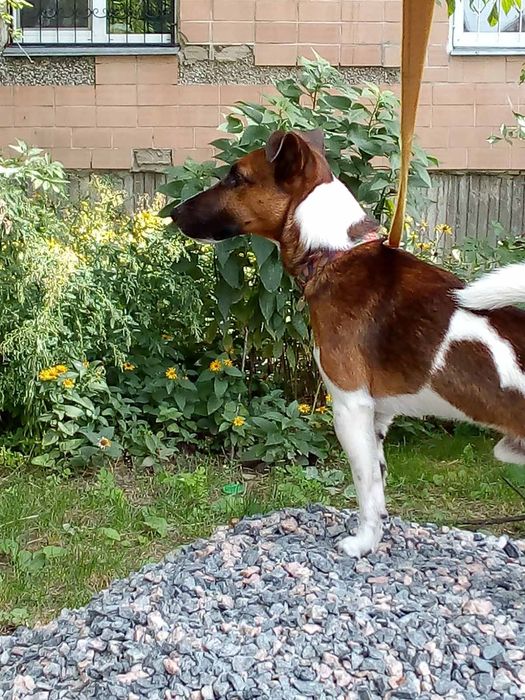 Фокстерьєр, в'язка