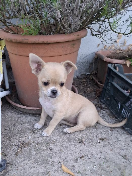 Chiuhuahua sunia