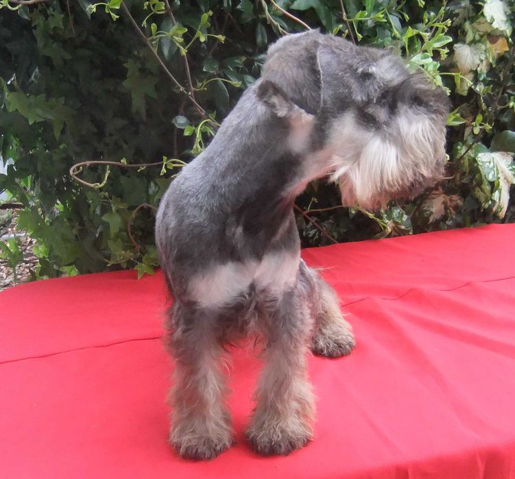 cachorro schnauzer miniatura sal e pimenta