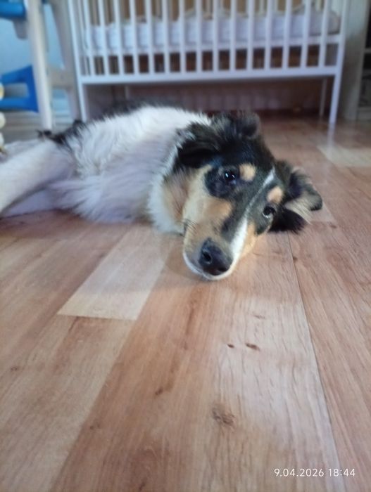 Owczarek szkocki collie