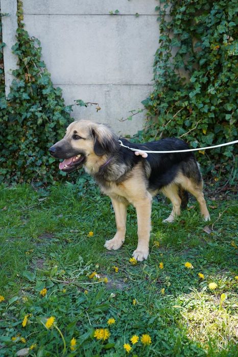 Szczeniak do adopcji, Harry