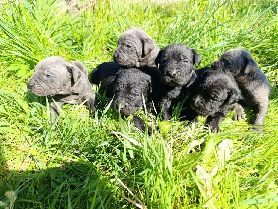 Цуцики кане корсо .