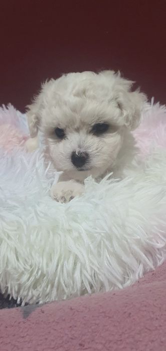 Bichon frise suczka Diana  Fci
