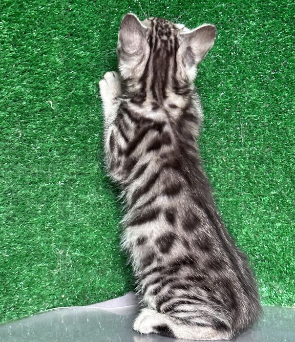 Три мальчика бенгала