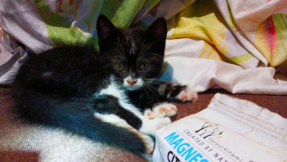 Котик Чорного Кольору З Білими Лапками