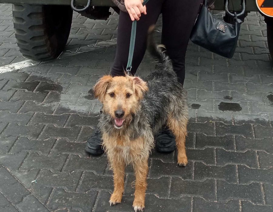 Bardzo towarzyska i posłuszna Łapka szuka nowego domu