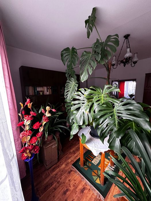 Roślina Monstera duża