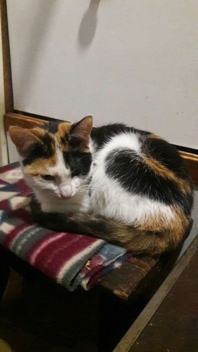 Котенята в добрі руки