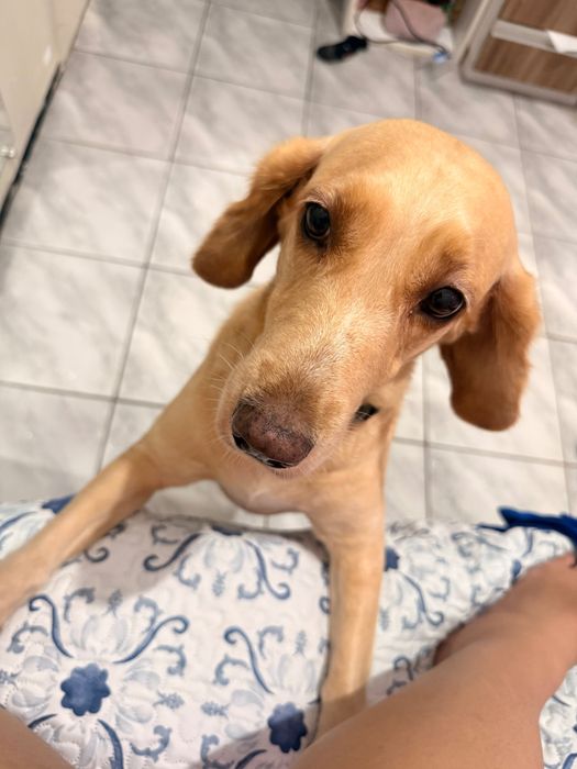 Pet Sitter e Dog Walker | Oeiras e arredores