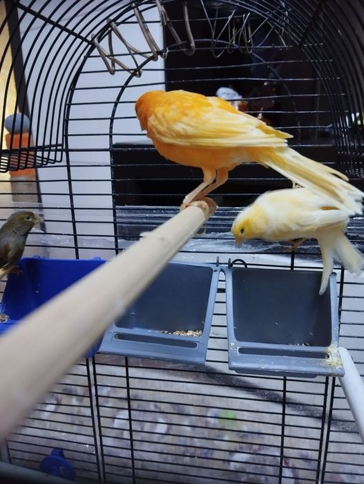 Канарейки молоденькие