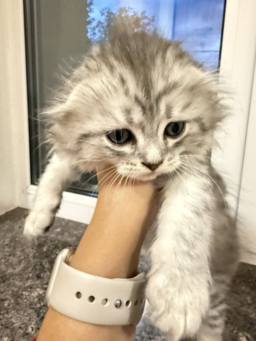 Шотландські віслоухі хлопчики