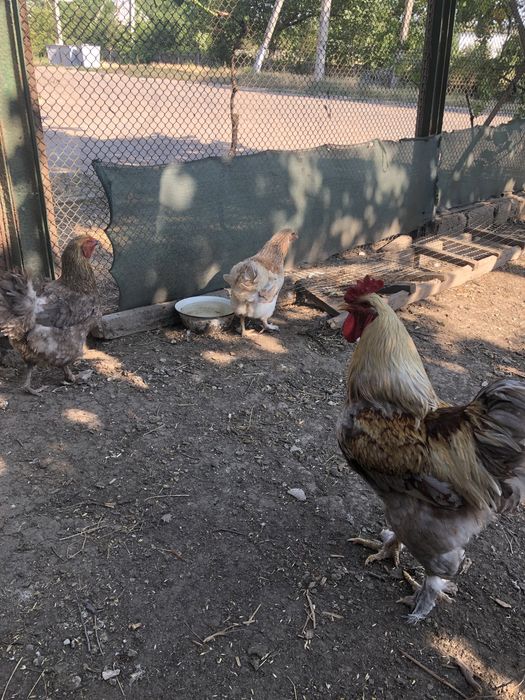 Продам курей БРАМА.