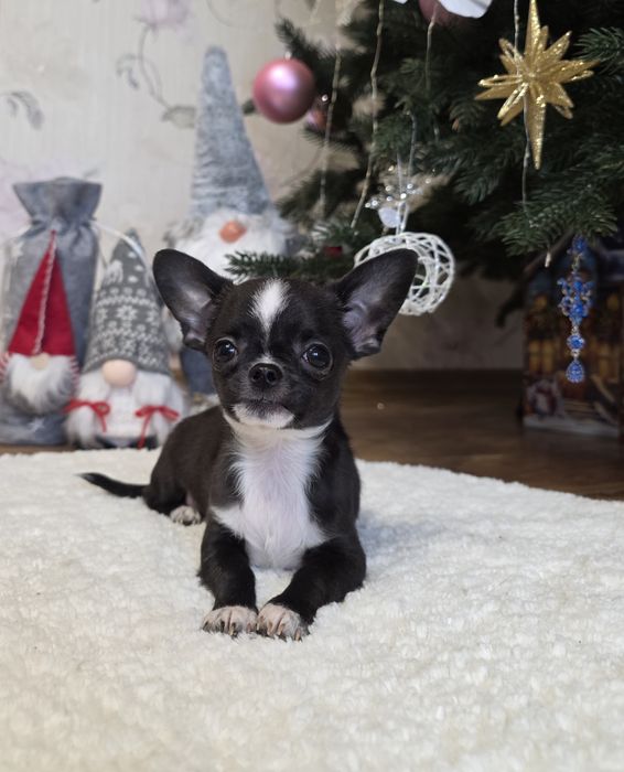 Чарівні міні чихуахуа.