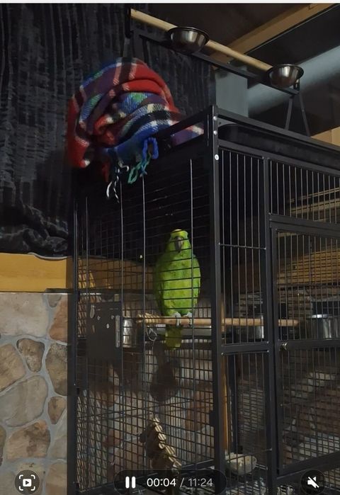 Papagaio ochrocephala