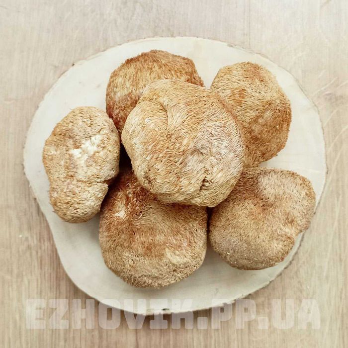 ЕЖОВИК ГРЕБЕНЧАТЫЙ Їжовік Єжовік гребінчастий