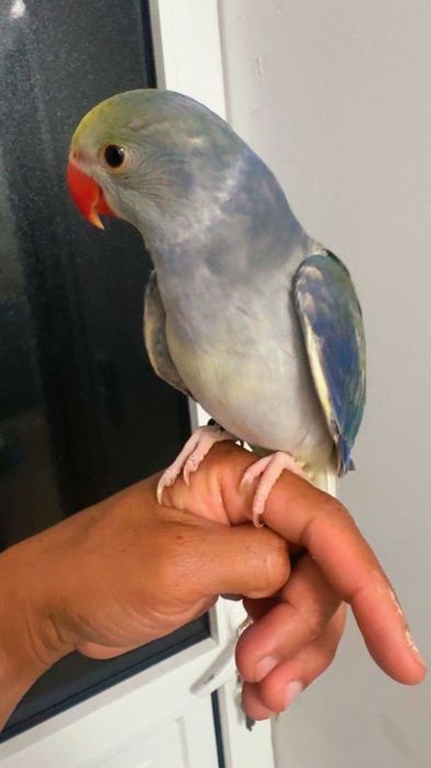 Ring Neck violeta turquesa cc