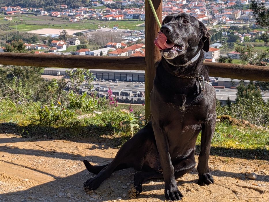 Dou para adopção