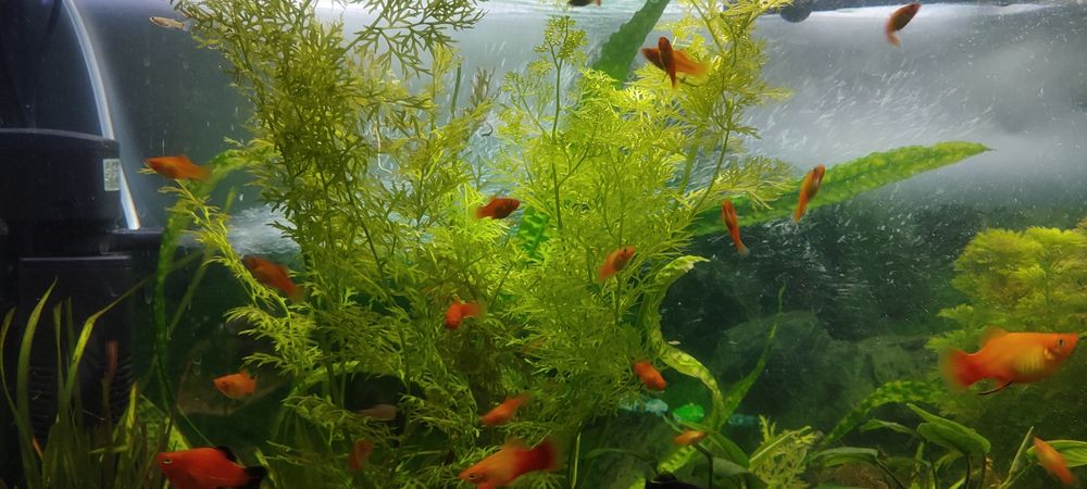 Paproć wodna do akwarium 10-15 cm duże