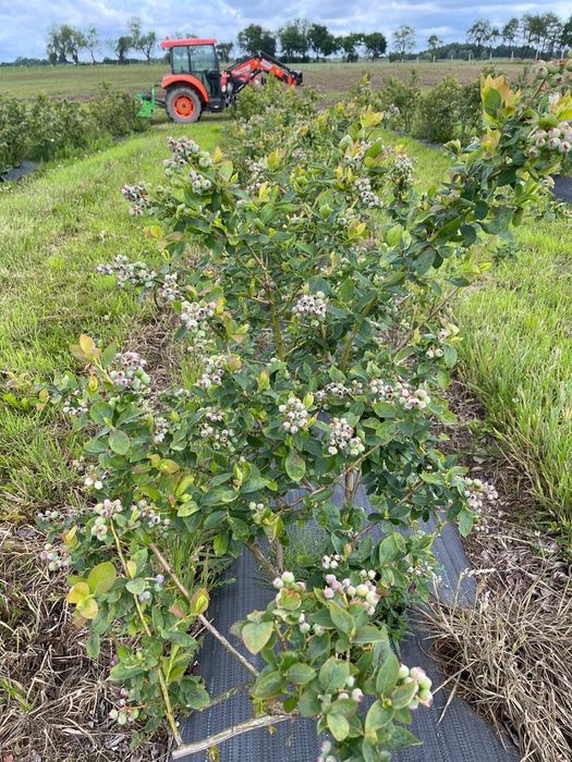 Gospodarstwo rolne 50ha