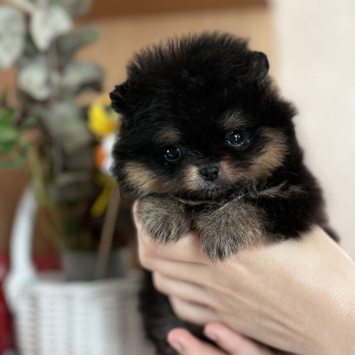 Міні дівчинка шоу класу тип ведмедик