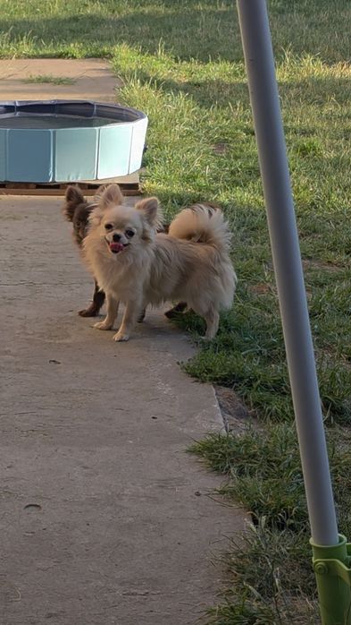 Chihuahua samczyk długowłosy FCI