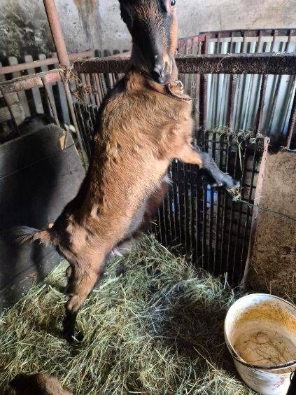 Koza mieszana alpejska