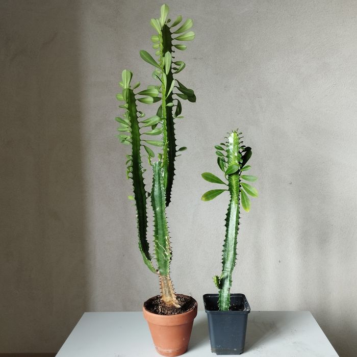 Еуфорбія трикутна (Euphorbia trigona)