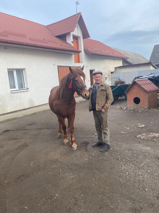 Продається кобила