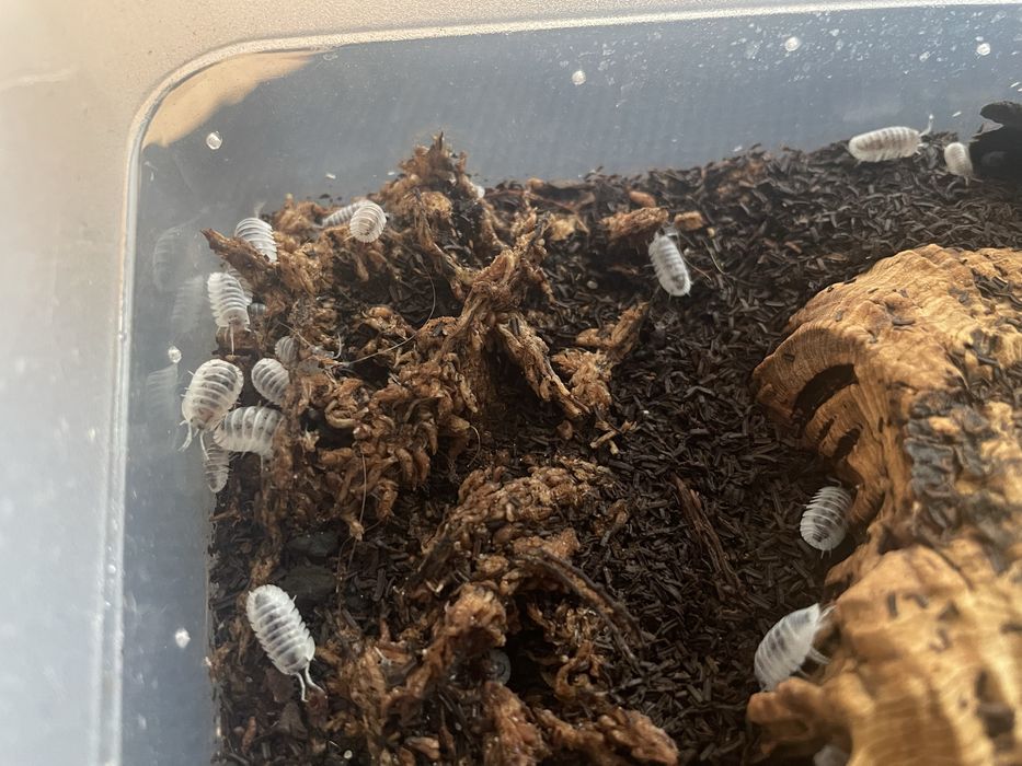 Isopody Nesodillo arcangelii 'Shiro utsuri' 20 szt.