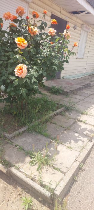 Здам в аренду магазин 50кв² в Чорнобаївці