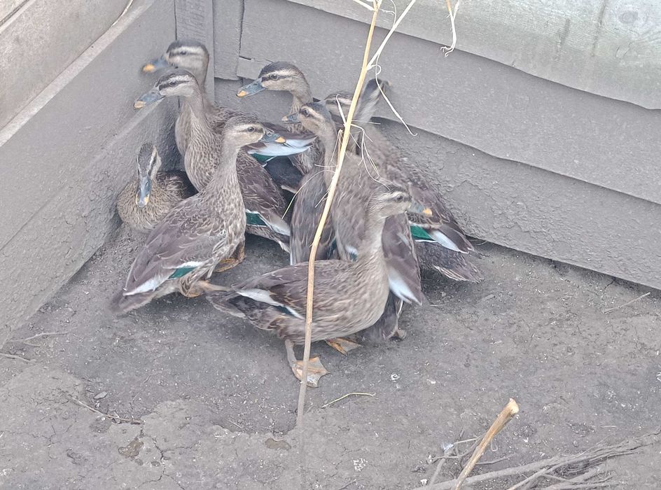 Качка індійська строкатодзьоба