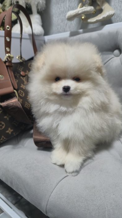 Продам померанского шпица