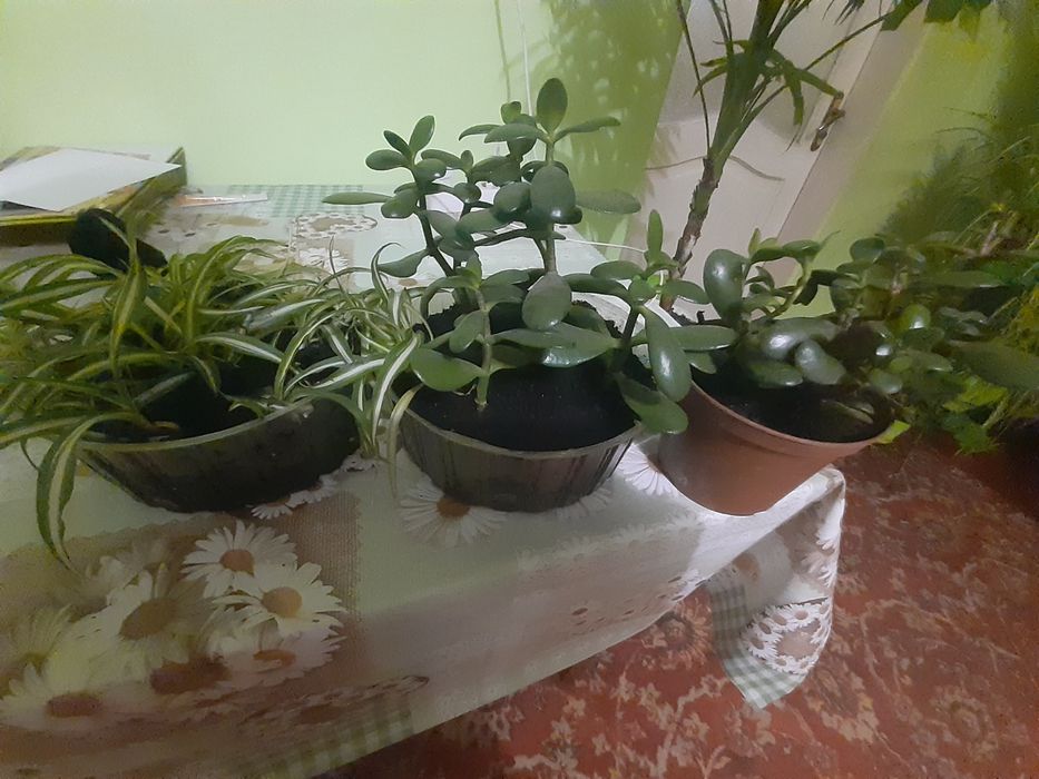 продам красули 2 штуки і розтки хлорофітума