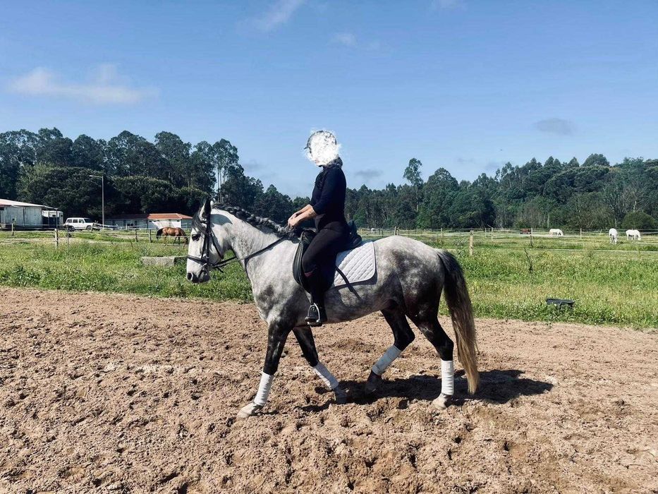 Cavalo Puro Sangue Lusitano
