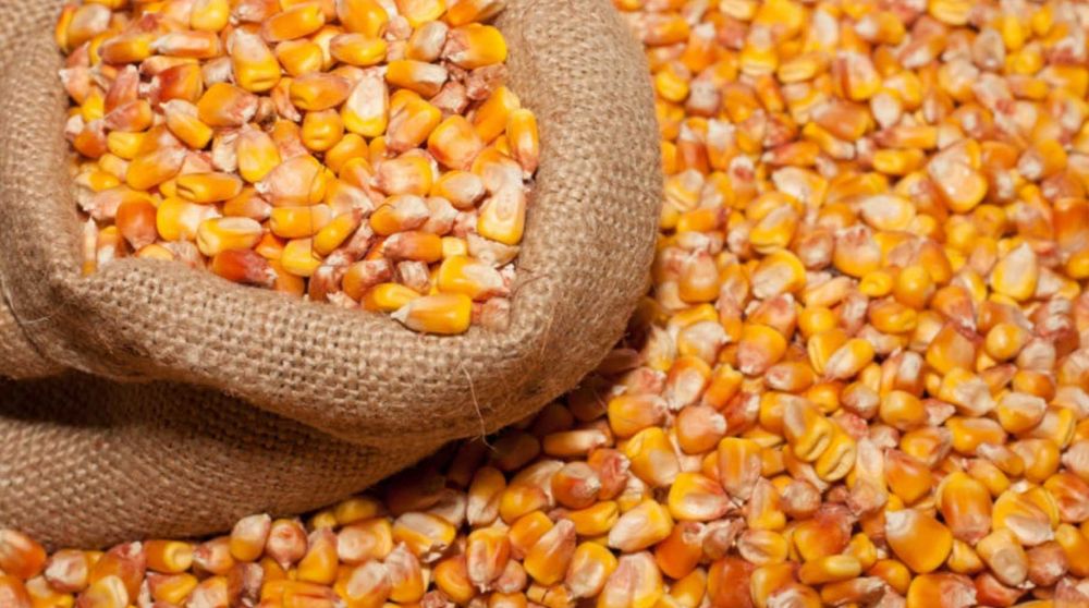 Кукурудза,пшениця