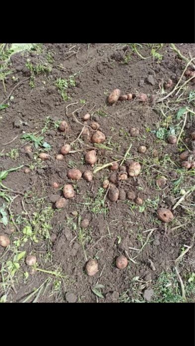 Домашня картопля