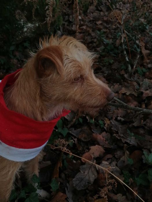 Ricky- cão para adoção responsável