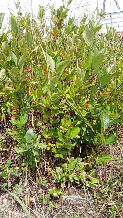 Aronia  sadzonki roczne i dwuletnie