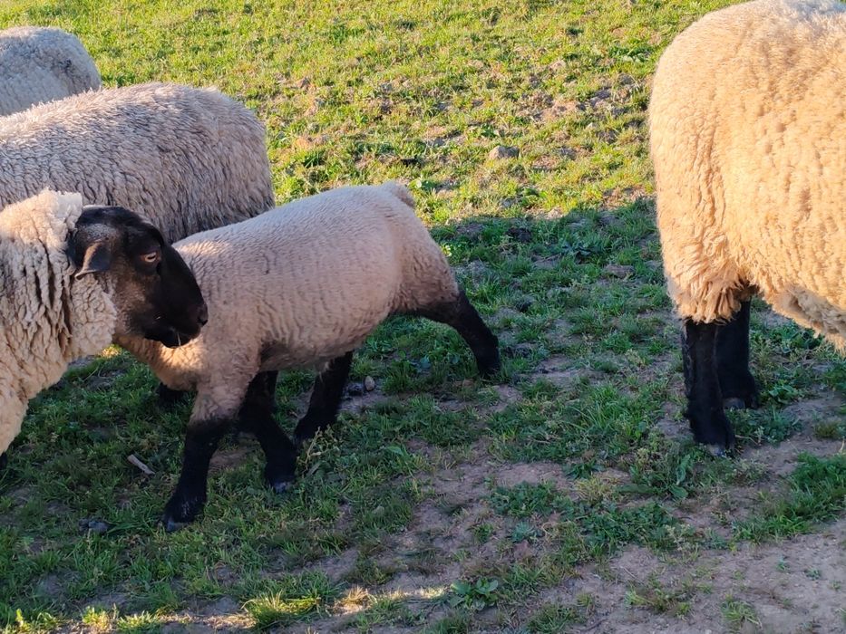 Borregos suffolk macho