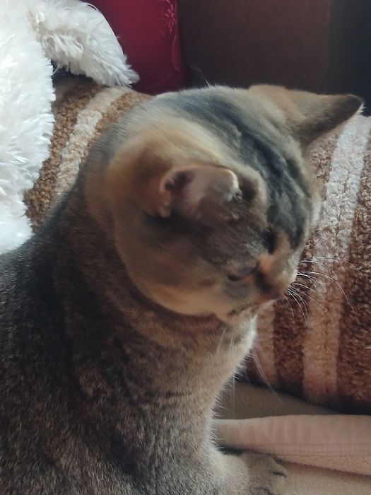 Британская шиншиловая кошечка