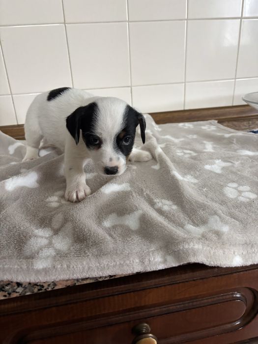 Jack Russell macho pelo curto