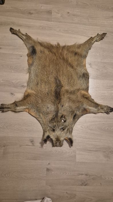 Skóra z dzika naturalna
