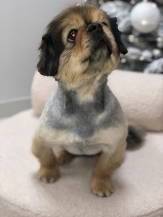 Грумінг,грумер тернопіль