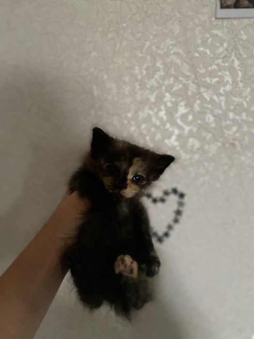 Продаю кошеняток
