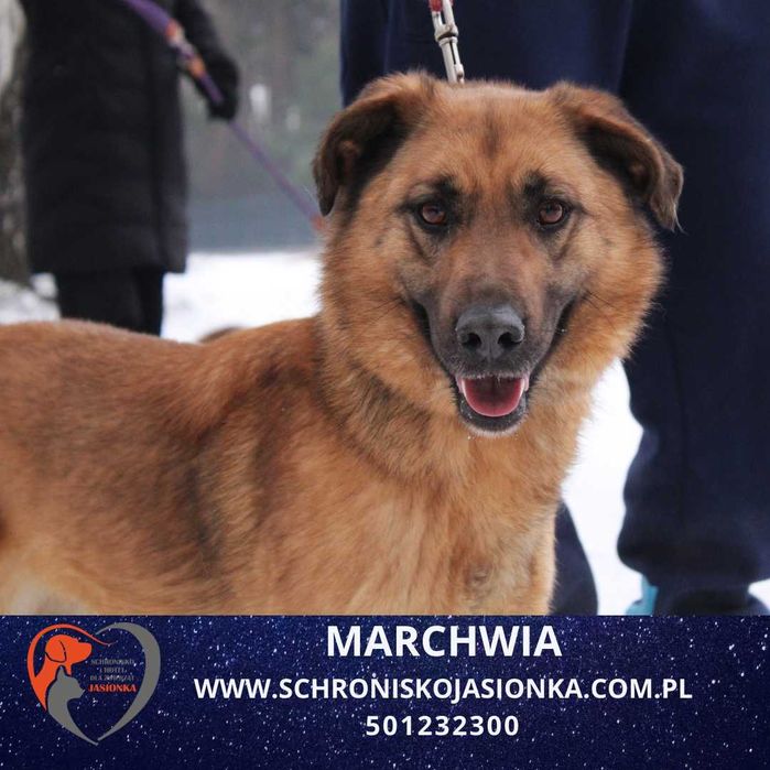 Marchwia do adopcji Schronisko Jasionka