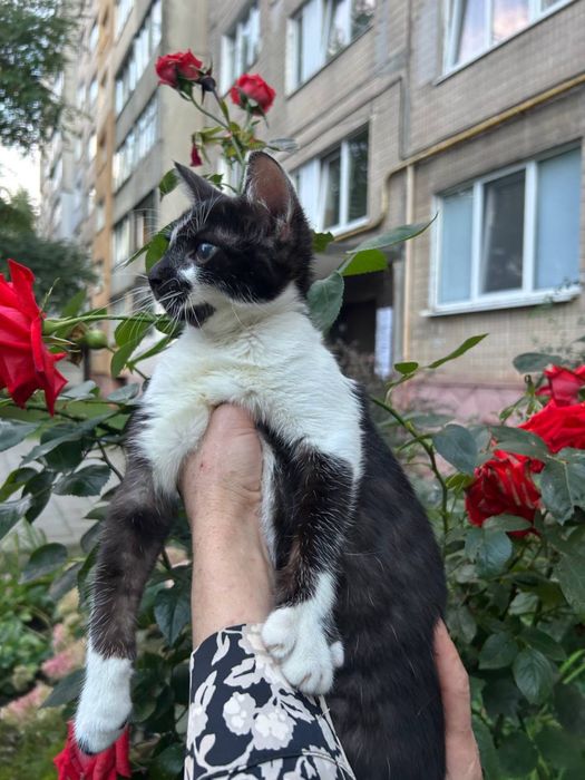 Віддам в добрі руки кошеня