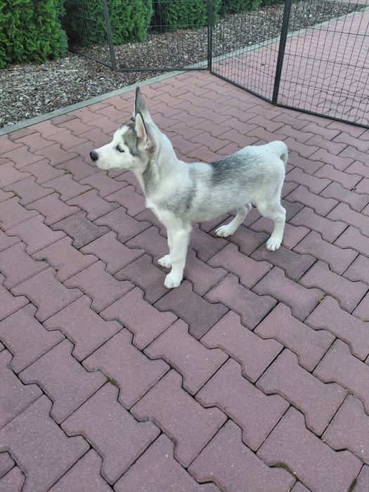 Siberian Husky blekitnoki