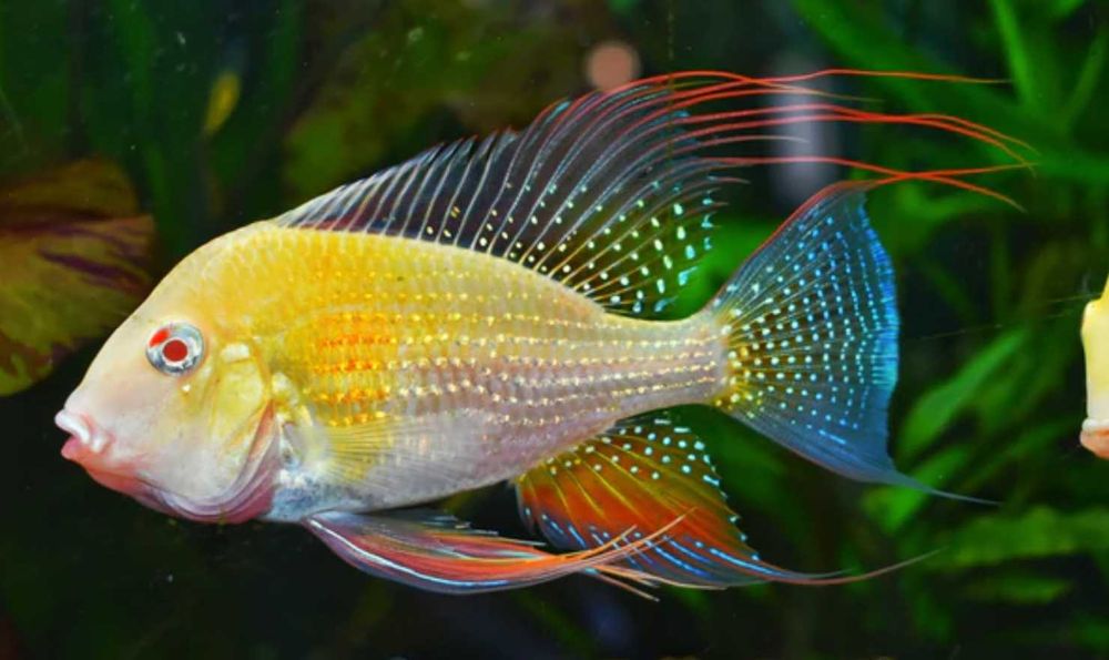 Kopik Heckela ALBINOS - Acarichthys - Kropik - Ziemiojad - dowóz