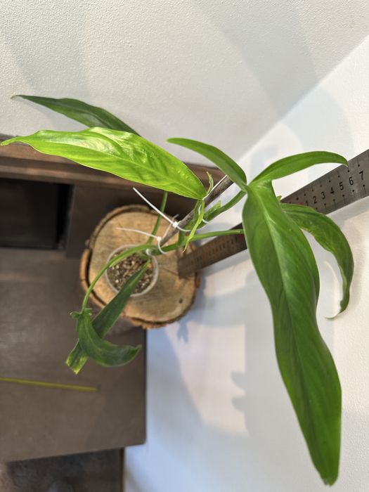 Філодендрон  Philodendron  Holtonianum