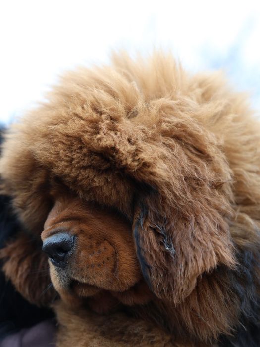 Тибетский Мастиф (мамкин кабачек) Дукс